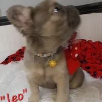 Leo, a male French Bulldog for sale in Colonial Beach, VA – Photo 1 of 3