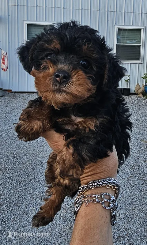 Black and tan female  – Yorkipoo puppy for sale in Payneway, AR