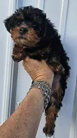 Black and tan female , a female Yorkipoo for sale in Payneway, AR – 3 of 4