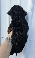 Black and tan female , a female Yorkipoo for sale in Payneway, AR – 4 of 4