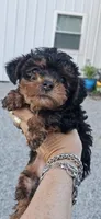 Black and tan female , a female Yorkipoo for sale in Payneway, AR – 2 of 4