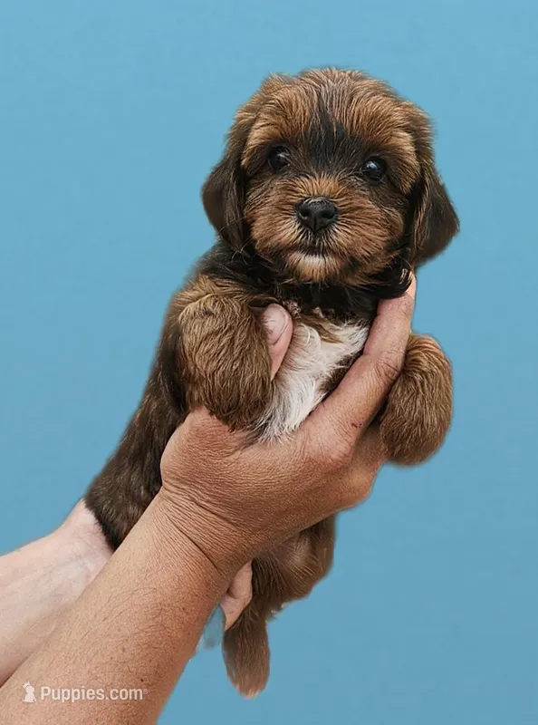 Brown and red female , a female Yorkipoo for sale in Payneway, AR – Photo 1 of 2