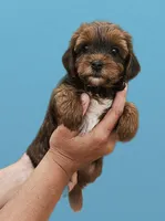 Brown and red female , a female Yorkipoo for sale in Payneway, AR – Photo 1 of 2