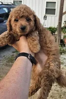 Red female, a female Yorkipoo for sale in Payneway, AR – Photo 3 of 4