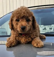 Red female, a female Yorkipoo for sale in Payneway, AR – Photo 2 of 4