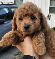 Red female, a female Yorkipoo for sale in Payneway, AR – Photo 1 of 4