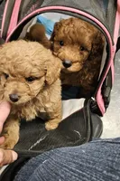 Lt Red on hold, a female Yorkipoo for sale in Payneway, AR – Photo 2 of 2