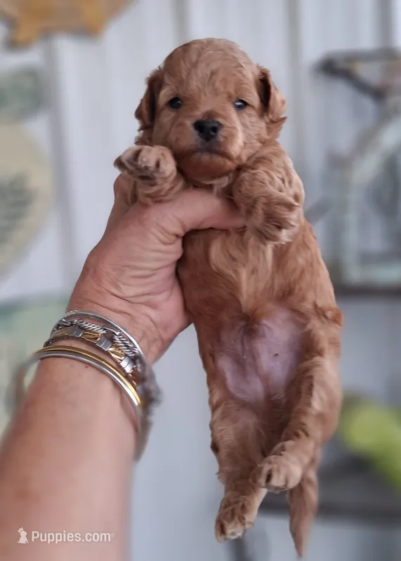 Red Male #3 – Yorkipoo puppy for sale in Payneway, AR