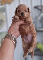 Red Male #3, a male Yorkipoo for sale in Payneway, AR – 1 of 1