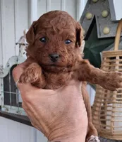 Dark Red female #1, a female Yorkipoo for sale in Payneway, AR – 1 of 2