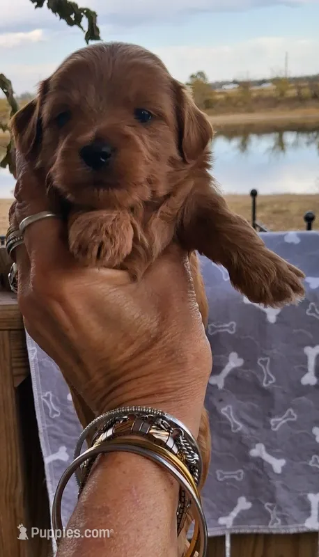 Dark Red Male #1 – Yorkipoo puppy for sale in Payneway, AR
