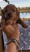 Dark Red Male #1, a male Yorkipoo for sale in Payneway, AR – 1 of 2