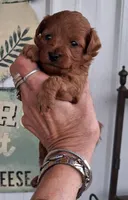 Dark Red Male #1, a male Yorkipoo for sale in Payneway, AR – 2 of 2