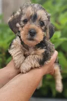 Brown and tan Female , a female Yorkipoo for sale in Payneway, AR – Photo 2 of 2