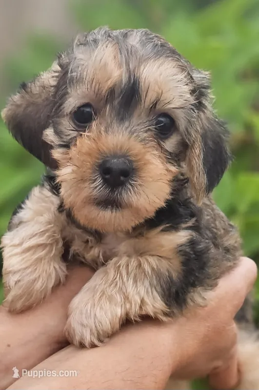 Brown and tan Female  – Yorkipoo puppy for sale in Payneway, AR