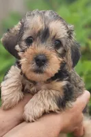 Brown and tan Female , a female Yorkipoo for sale in Payneway, AR – Photo 1 of 2