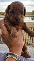 Dark Red female #1, a female Yorkipoo for sale in Payneway, AR – 2 of 2