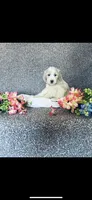 Mary, a female Poodle - Standard  and Newfypoo for sale in Burlington, NC – 8 of 10