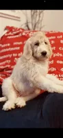 Sarah, a female Poodle - Standard  and Newfypoo for sale in Burlington, NC – 3 of 10