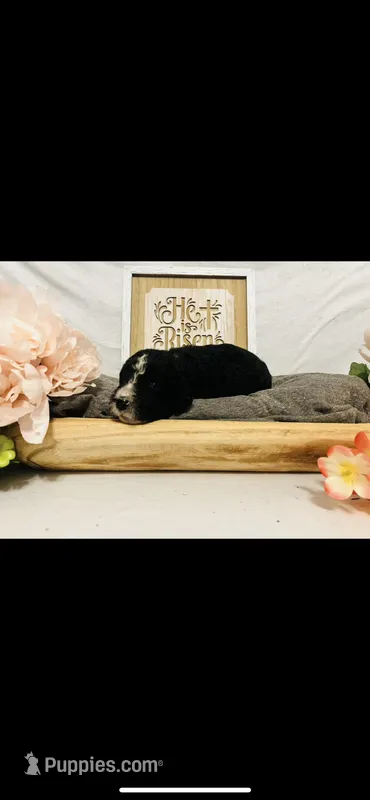 Anna – Poodle - Standard , Newfypoo puppy for sale in Burlington, NC