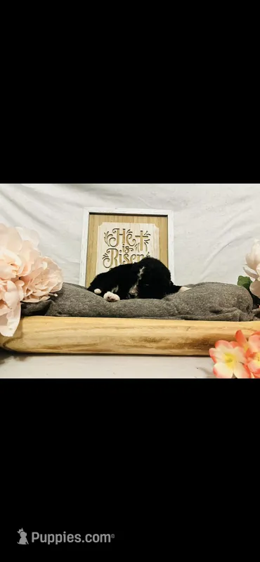 Anna – Poodle - Standard , Newfypoo puppy for sale in Burlington, NC