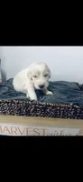 Mark , a male Poodle - Standard  and Newfypoo for sale in Burlington, NC – 4 of 4