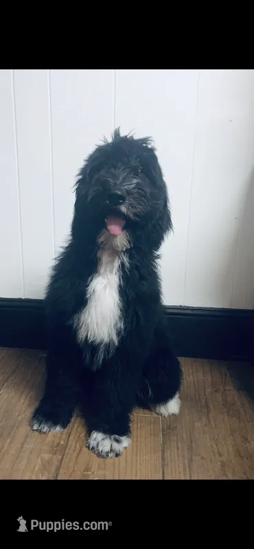 Martha  – Poodle - Standard , Newfypoo puppy for sale in Burlington, NC