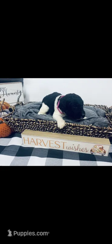 Meredith  – Poodle - Standard , Newfypoo puppy for sale in Burlington, NC