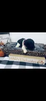 Meredith , a female Poodle - Standard  and Newfypoo for sale in Burlington, NC – 1 of 4
