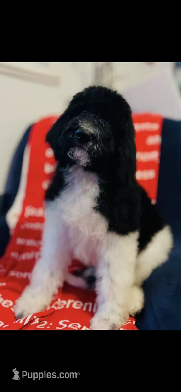 Micah  – Poodle - Standard , Newfypoo puppy for sale in Burlington, NC