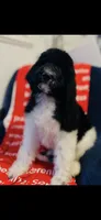 Micah , a male Poodle - Standard  and Newfypoo for sale in Burlington, NC – 2 of 10