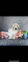 Sarah, a female Poodle - Standard  and Newfypoo for sale in Burlington, NC – 7 of 10