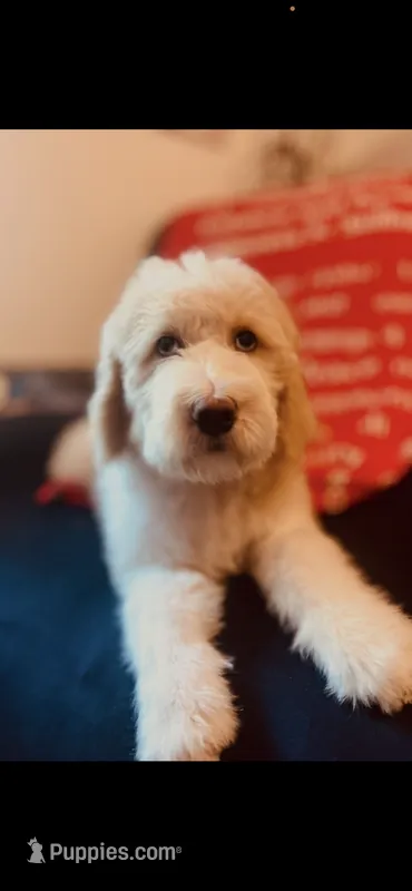 Mary – Poodle - Standard , Newfypoo puppy for sale in Burlington, NC