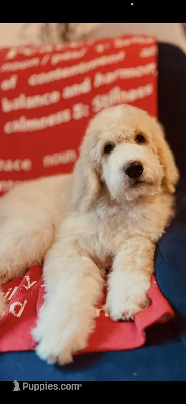 Phoebe  – Poodle - Standard , Newfypoo puppy for sale in Burlington, NC