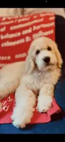Phoebe , a female Poodle - Standard  and Newfypoo for sale in Burlington, NC – 1 of 10