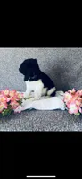 Noah , a male Poodle - Standard  and Newfypoo for sale in Burlington, NC – 7 of 10