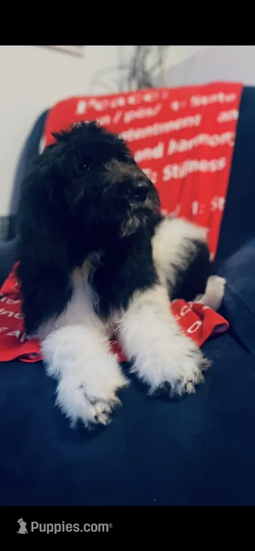 Noah  – Poodle - Standard , Newfypoo puppy for sale in Burlington, NC