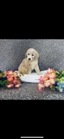 Phoebe , a female Poodle - Standard  and Newfypoo for sale in Burlington, NC – 7 of 10