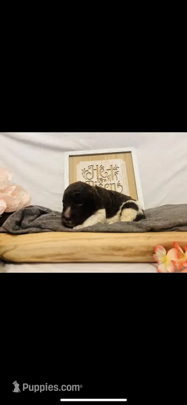 Naomi  – Poodle - Standard , Newfypoo puppy for sale in Burlington, NC