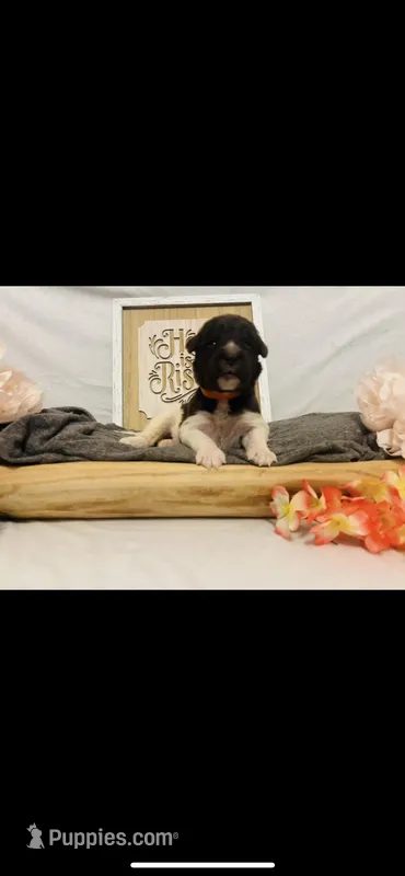 Naomi  – Poodle - Standard , Newfypoo puppy for sale in Burlington, NC