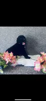 Martha , a female Poodle - Standard  and Newfypoo for sale in Burlington, NC – 7 of 10