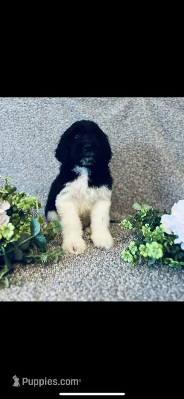 Noah  – Poodle - Standard , Newfypoo puppy for sale in Burlington, NC