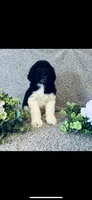 Noah , a male Poodle - Standard  and Newfypoo for sale in Burlington, NC – 1 of 10