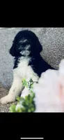 Micah , a male Poodle - Standard  and Newfypoo for sale in Burlington, NC – 4 of 10