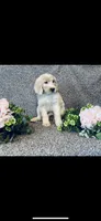 Sarah, a female Poodle - Standard  and Newfypoo for sale in Burlington, NC – 4 of 10