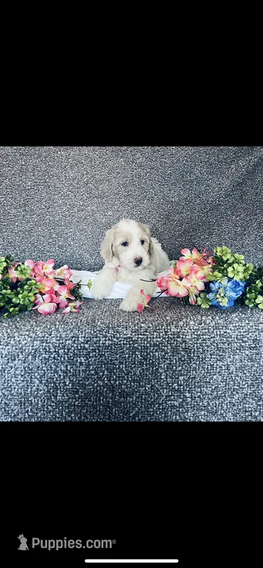 Mary – Poodle - Standard , Newfypoo puppy for sale in Burlington, NC