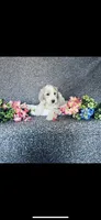 Mary, a female Poodle - Standard  and Newfypoo for sale in Burlington, NC – 4 of 10