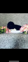 Leah, a female Poodle - Standard  and Newfypoo for sale in Burlington, NC – 5 of 7