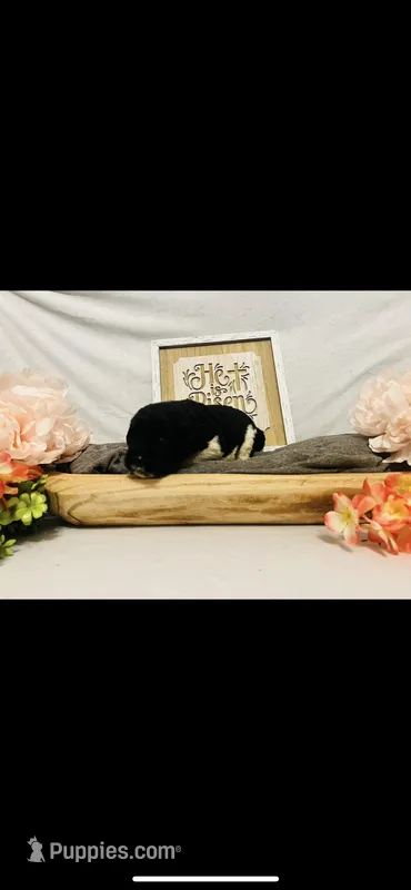 Noah  – Poodle - Standard , Newfypoo puppy for sale in Burlington, NC