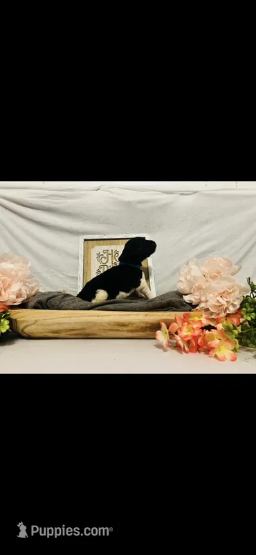 Noah  – Poodle - Standard , Newfypoo puppy for sale in Burlington, NC